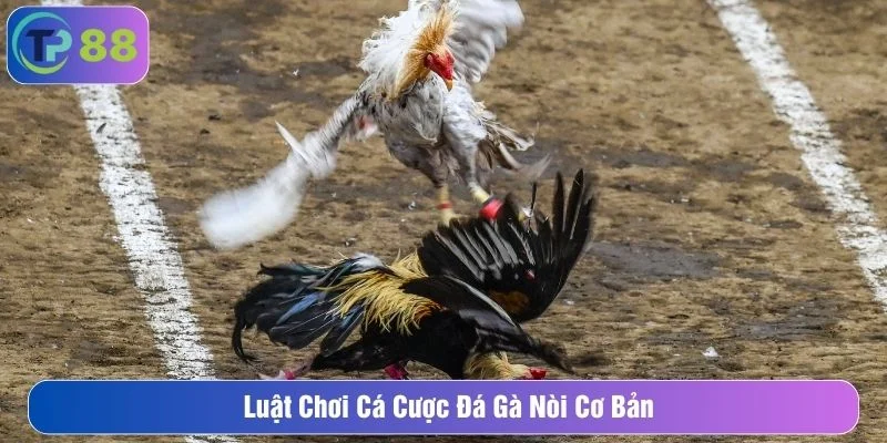 Đá gà có luật chơi dễ tiếp cận