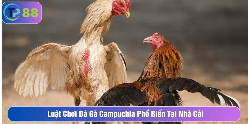 Luật chơi đá gà là thông tin quan trọng