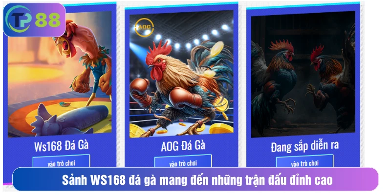 Sảnh WS168 đá gà mang đến những trận đấu đỉnh cao