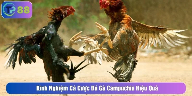 Tham khảo kinh nghiệm cá cược giúp bạn thắng lớn