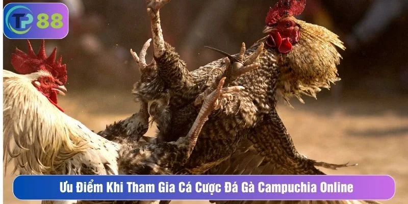 Trò chơi đá gà có hệ thống bảo mật cao