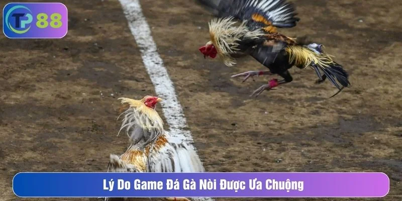 Trò chơi đá gà thu hút nhiều người tham gia