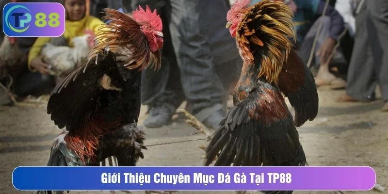 Chuyên mục được nhiều thành viên yêu thích