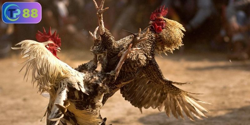 Đá gà có hợp pháp không