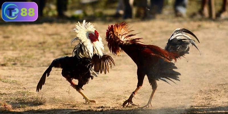 Đá gà có hợp pháp không