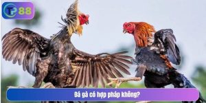 Đá gà có hợp pháp không
