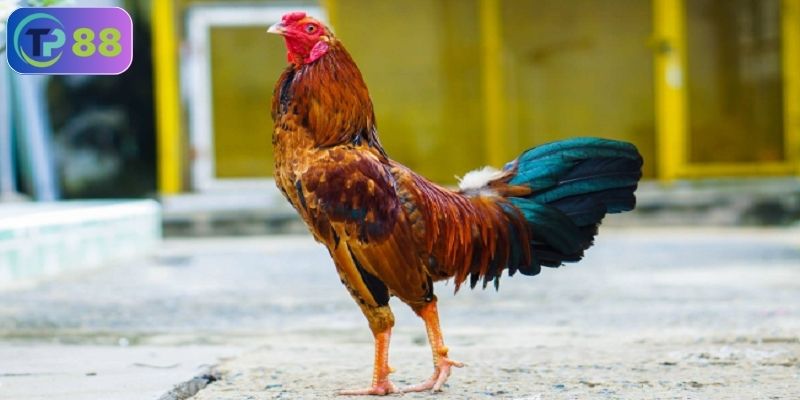 Đá gà có tỷ lệ thắng cao không