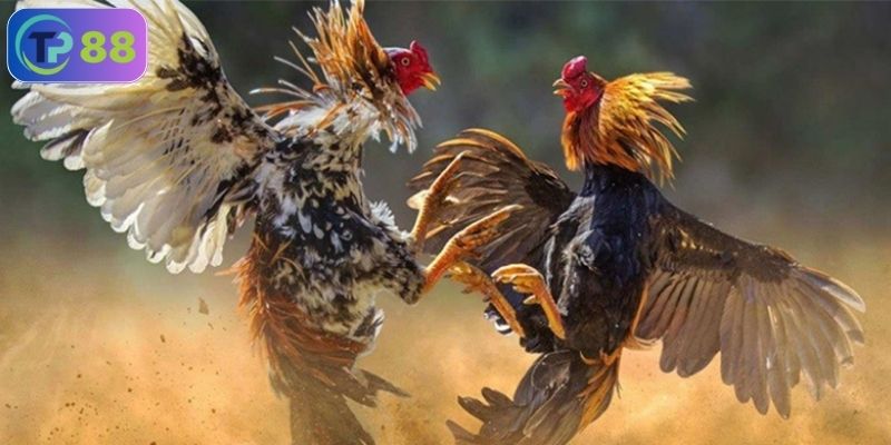 Đá gà có tỷ lệ thắng cao không