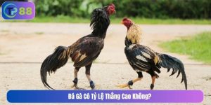 Đá gà có tỷ lệ thắng cao không