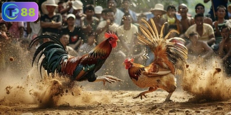 đá gà miền nam là gì