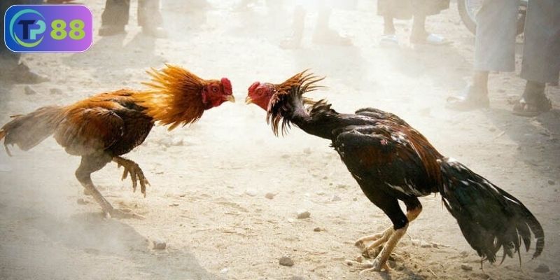 đá gà miền nam là gì