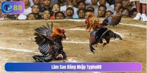 đá gà miền nam là gì