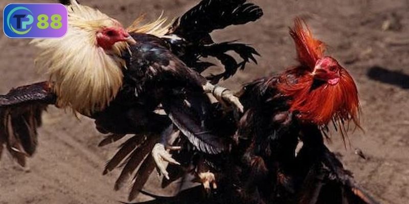 Đá gà trực tuyến có an toàn không