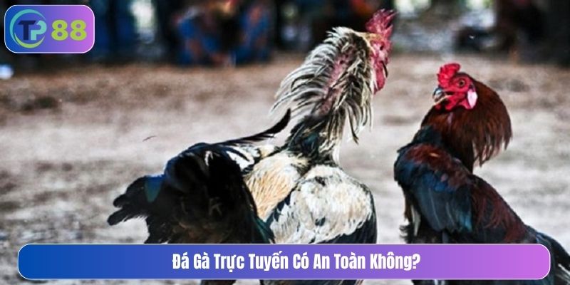 Đá gà trực tuyến có an toàn không