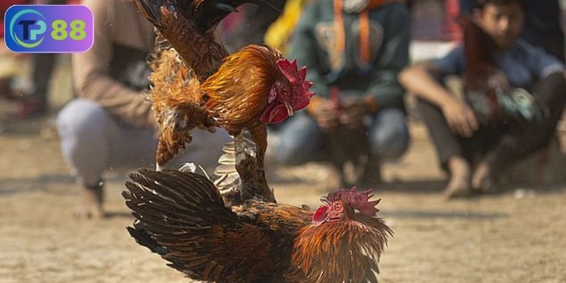 Đá gà trực tuyến có những loại cược nào