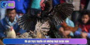 Đá gà trực tuyến có những loại cược nào