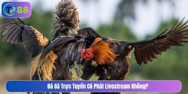 Đá gà trực tuyến có phát livestream không