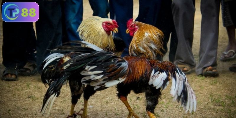 Đá gà trực tuyến có thống kê trận đấu không