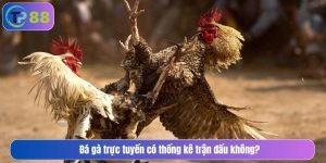 Đá gà trực tuyến có thống kê trận đấu không