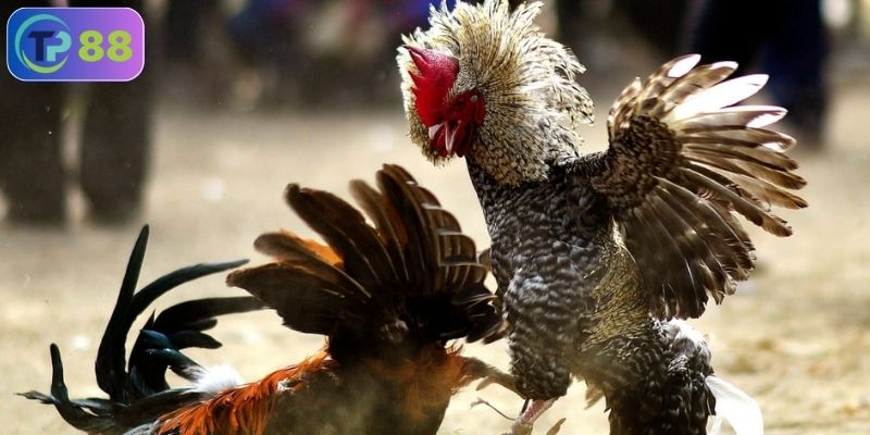 Đá gà trực tuyến có tổ chức ở đâu