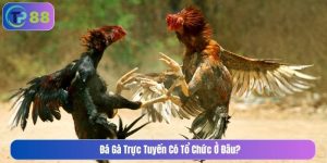 Đá gà trực tuyến có tổ chức ở đâu