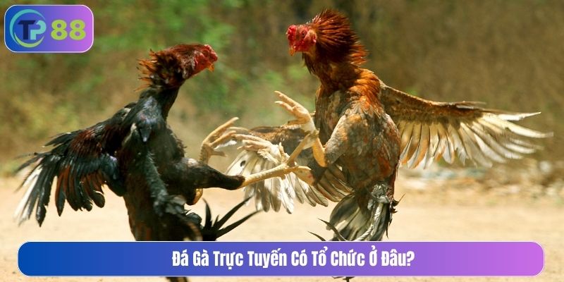 Đá gà trực tuyến có tổ chức ở đâu