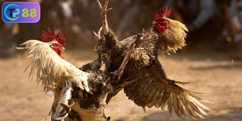 Đá gà trực tuyến khác gì đá gà truyền thống
