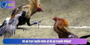 Đá gà trực tuyến khác gì đá gà truyền thống