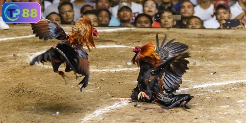 Đá gà trực tuyến là gì