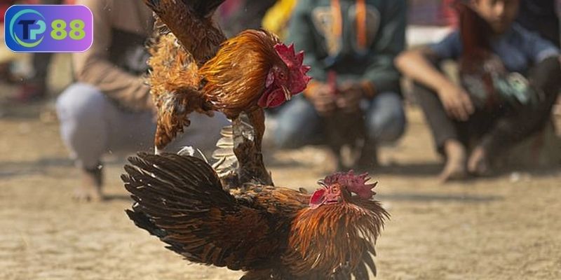 Đá gà trực tuyến là gì