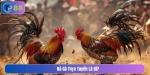 Đá gà trực tuyến là gì