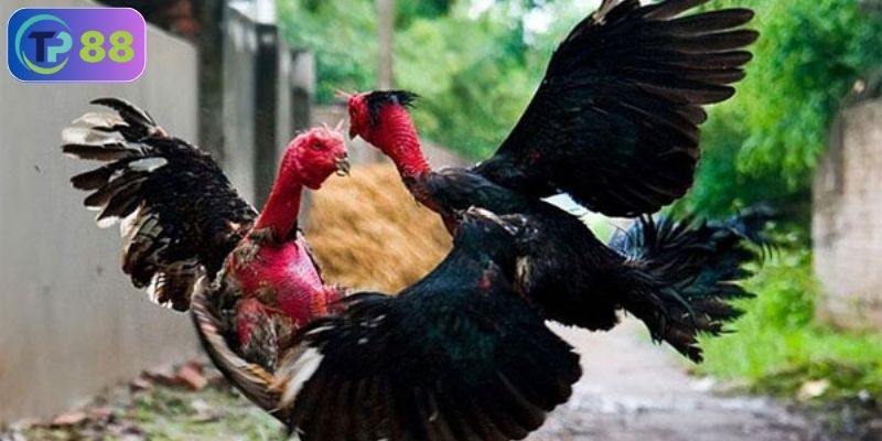 Làm thế nào để cá cược đá gà