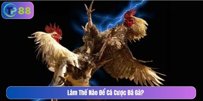 Làm thế nào để cá cược đá gà 